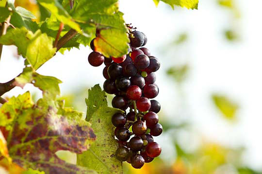 云呼叫中心系统